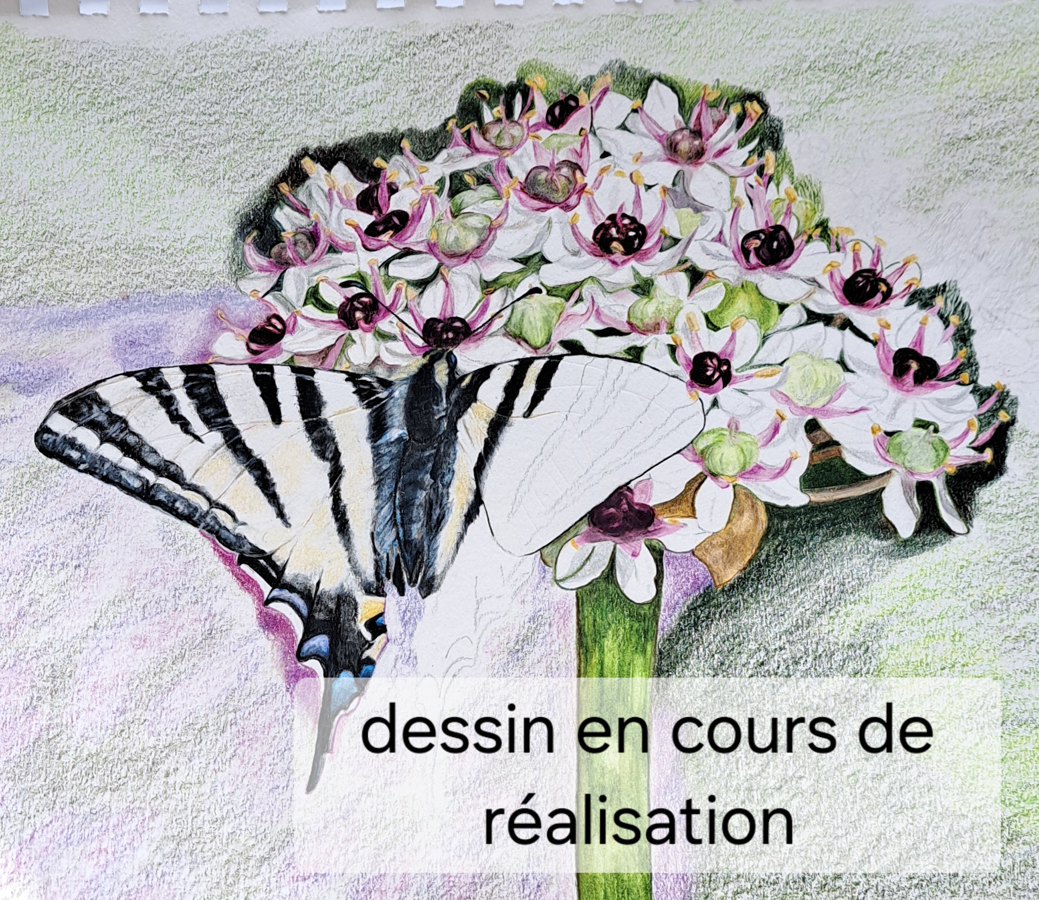 dessin machaon en cours dessin machaon en cours